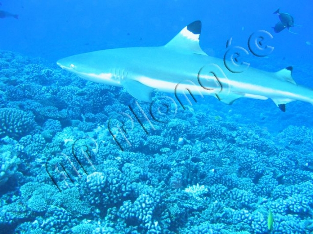  Descoberta única Underwater com AP Mergulhado 